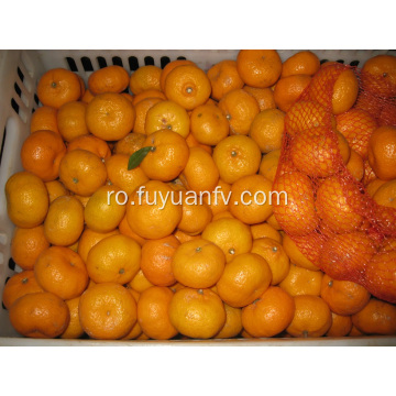 Fresh Nanfeng Baby Mandarin